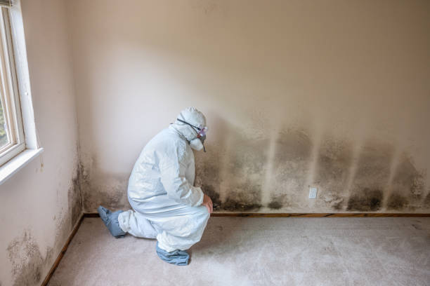 Why You Should Choose Our Mold Remediation Services in Pleasant Hill, MS